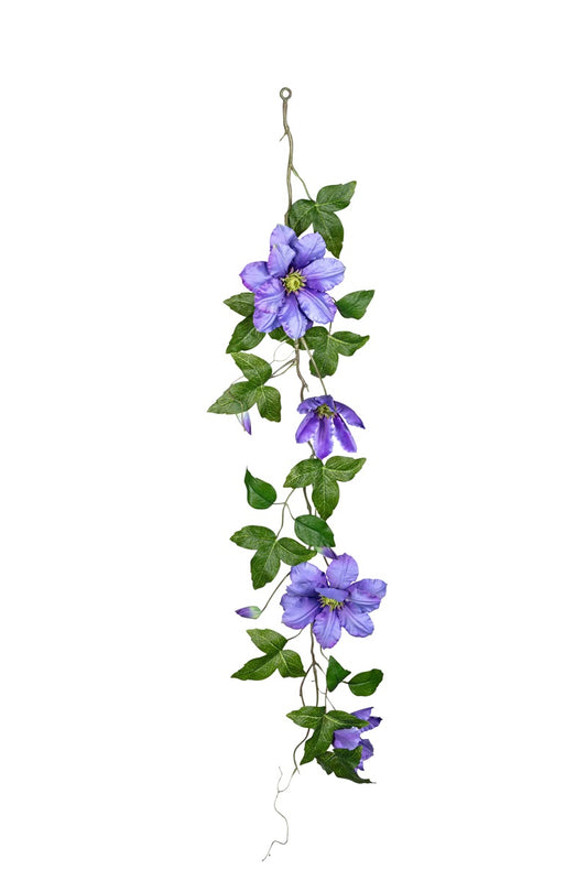Clematis