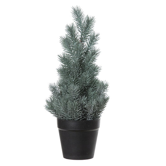 mini cèdre - 30 cm