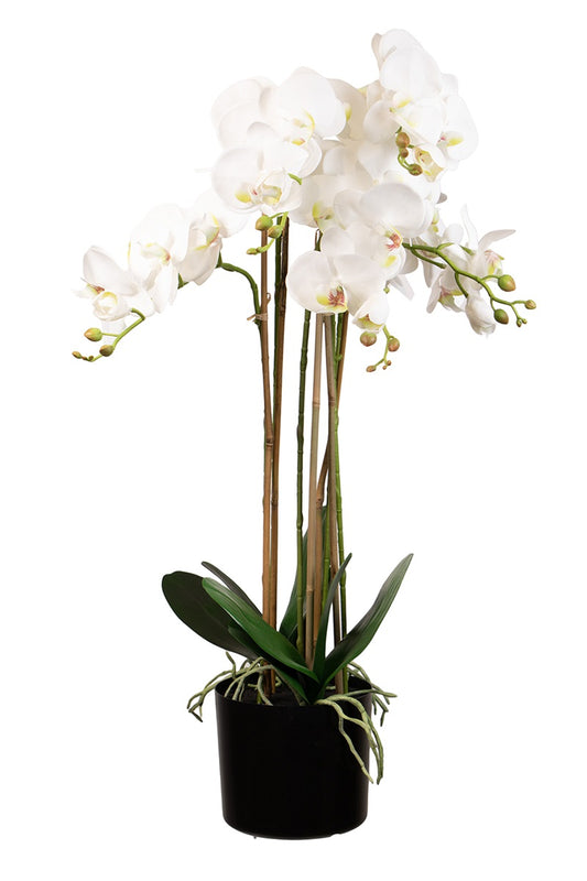 Phalaenopsis