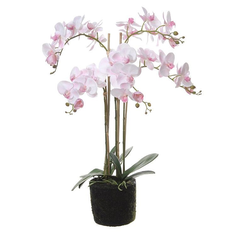 Phalaenopsis à planter