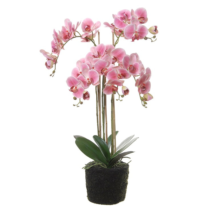 Phalaenopsis à planter