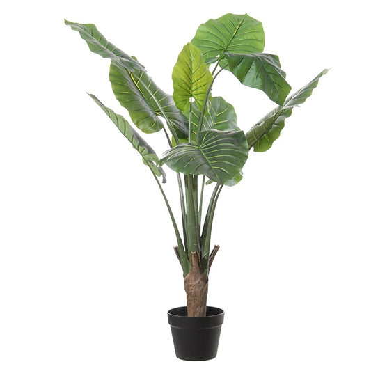 Colocasia
