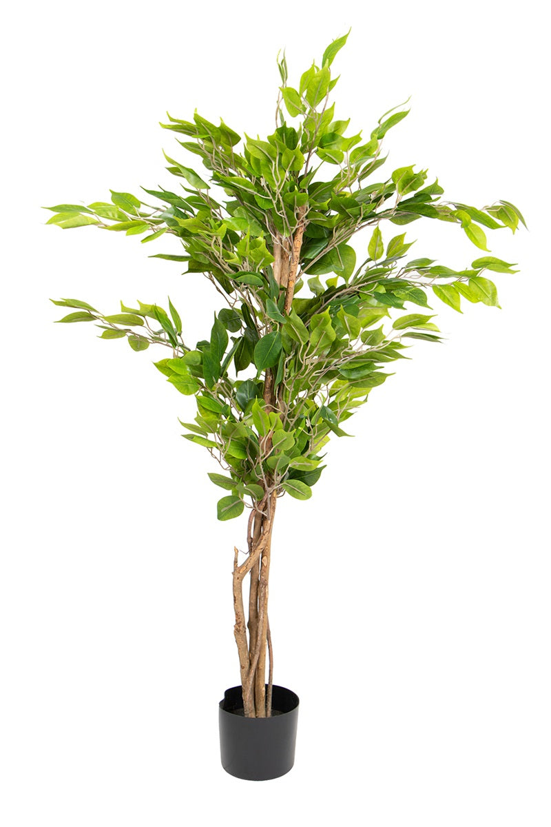 Ficus
