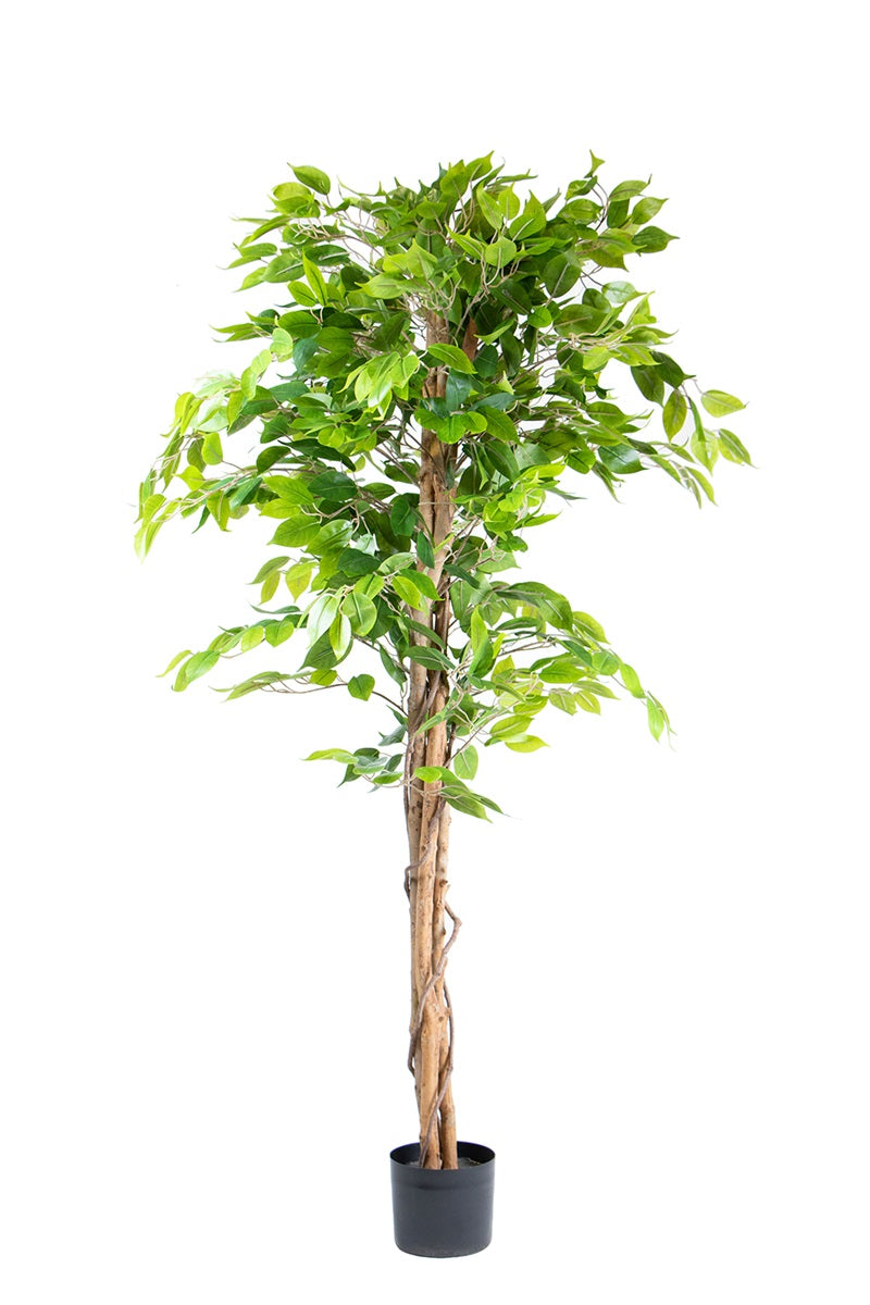 Ficus