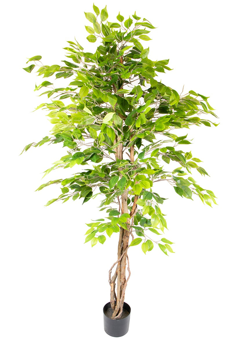 Ficus