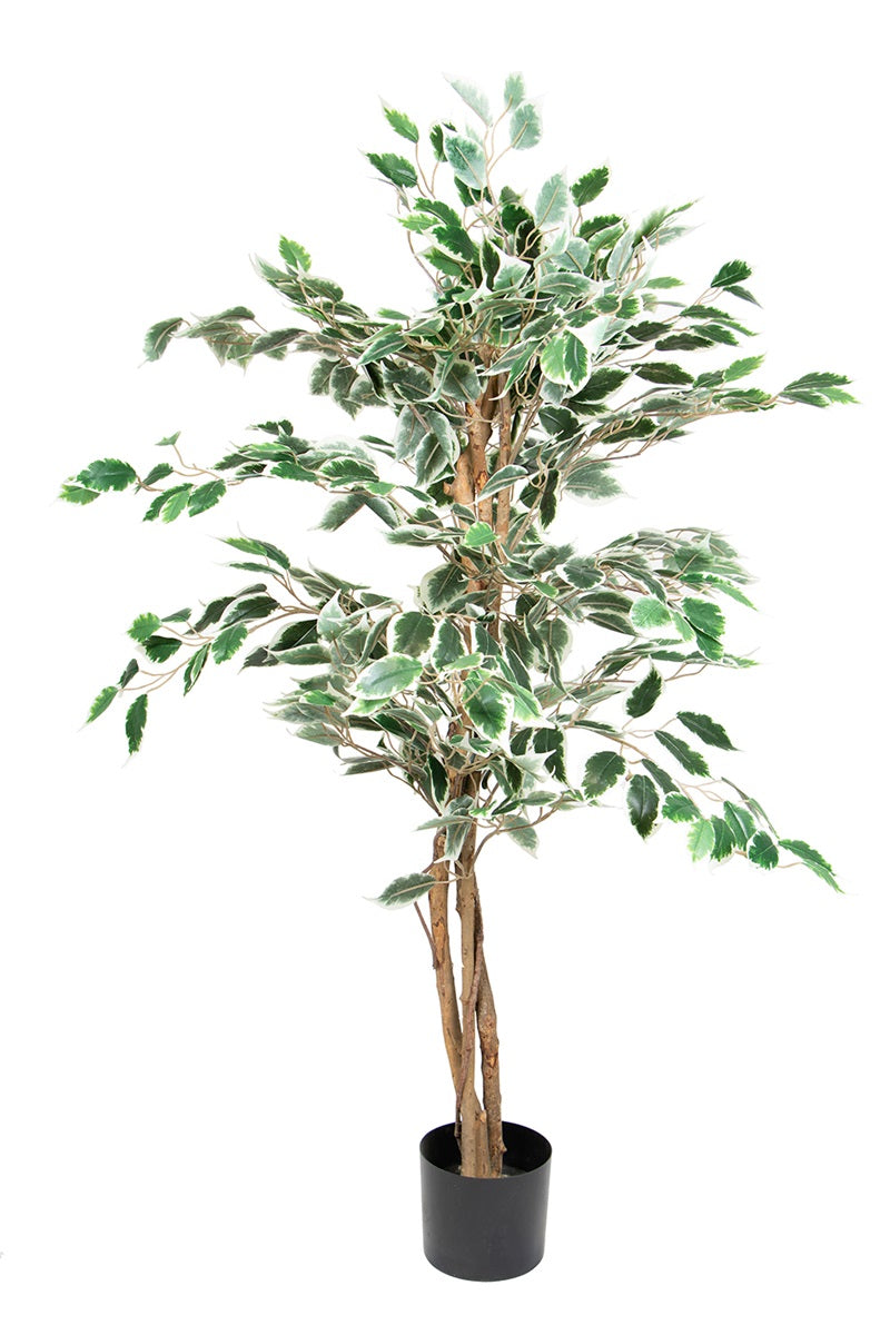 Ficus panaché