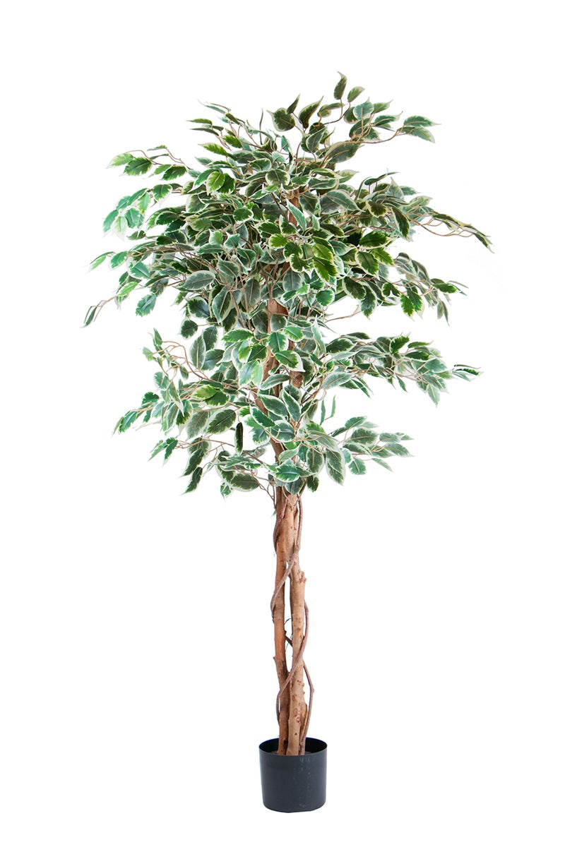 Ficus panaché