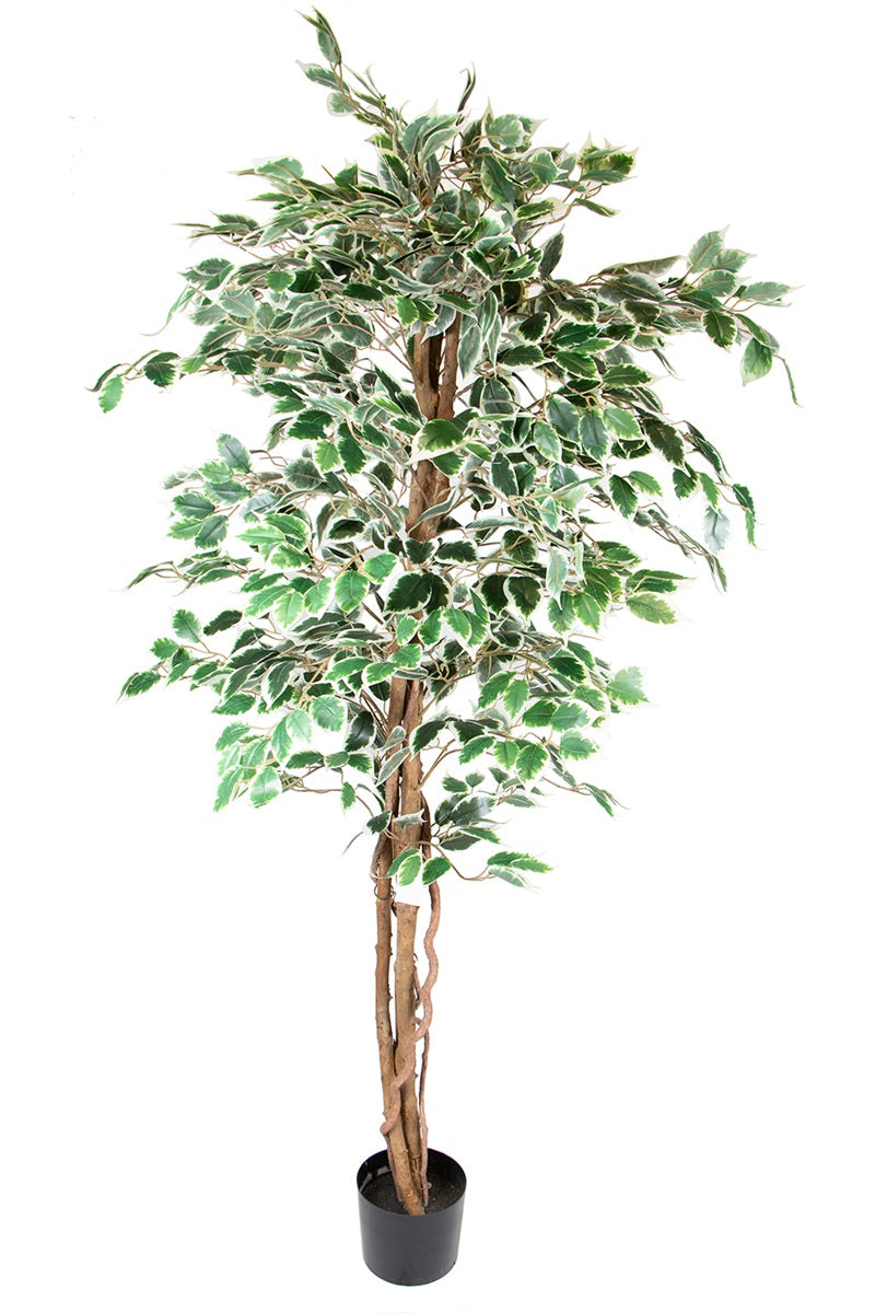 Ficus panaché