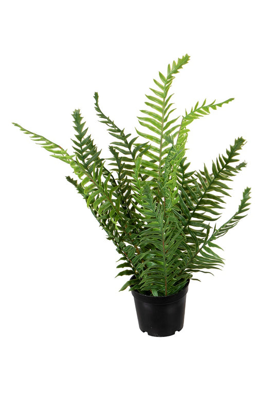 Nephrolepis