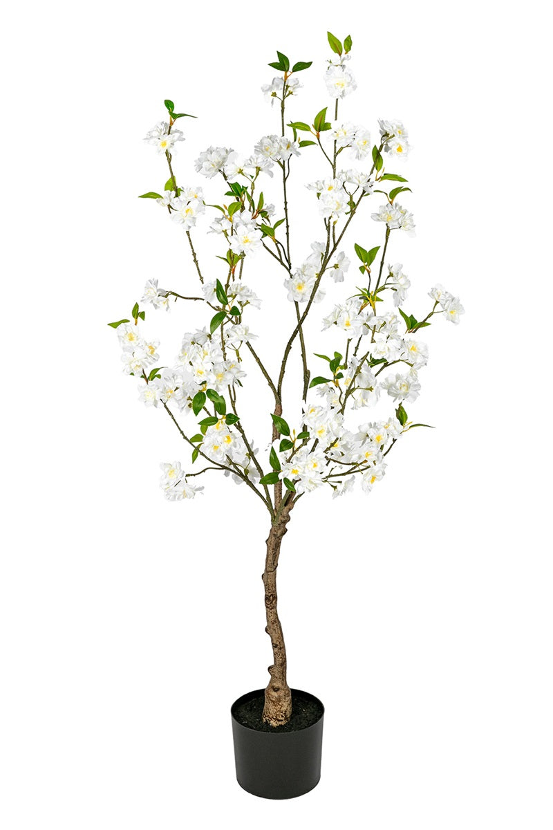 Cerisier - blanc/rose