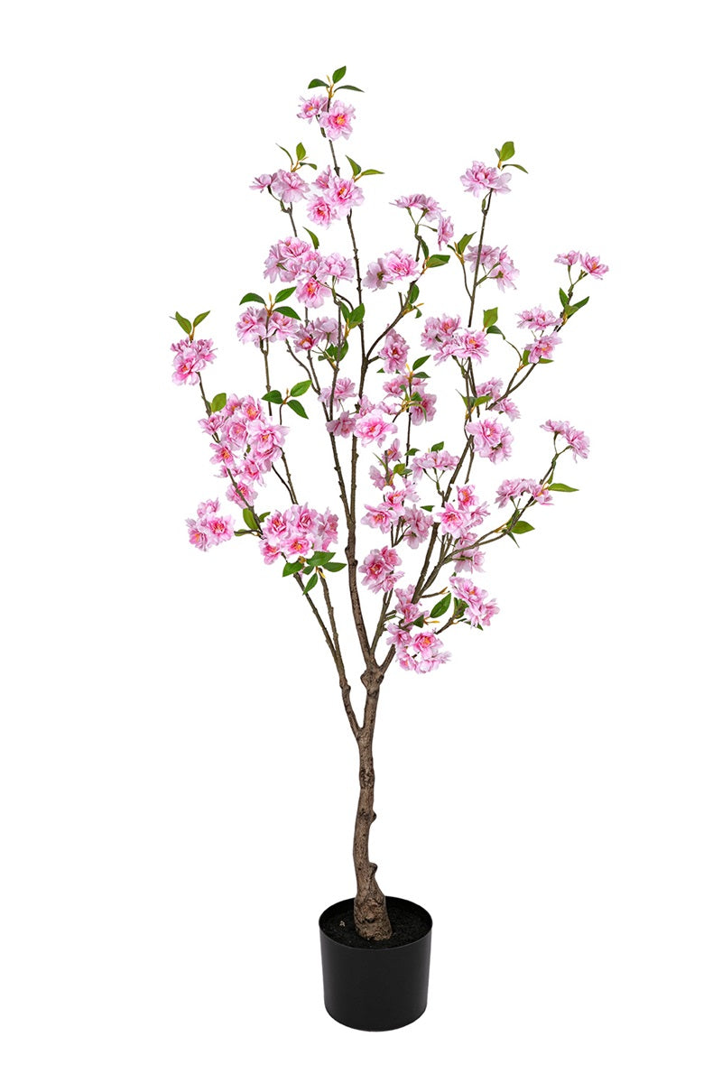 Cerisier - blanc/rose