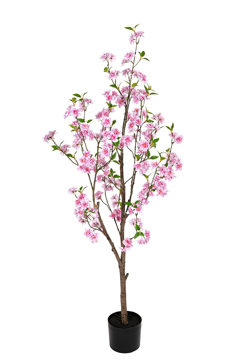 Cerisier - blanc/rose