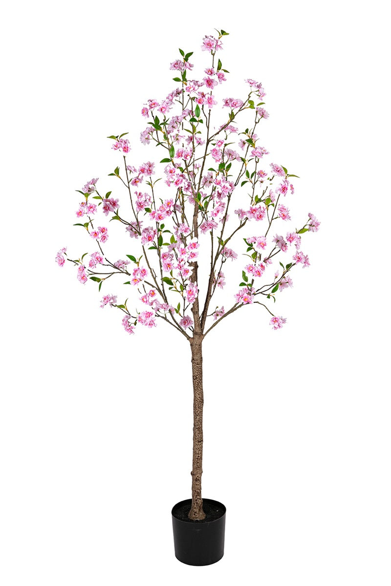 Cerisier - blanc/rose