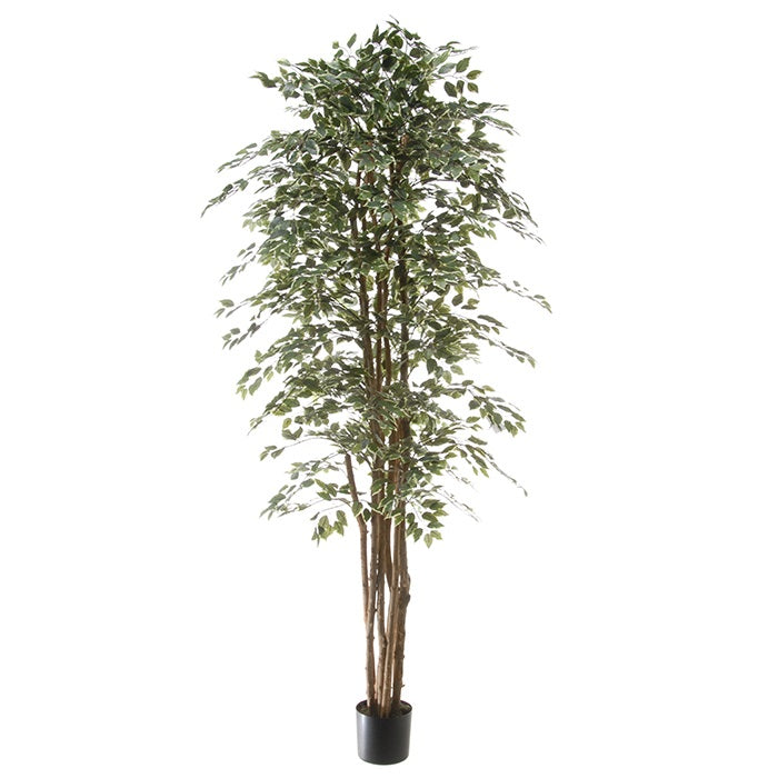 Ficus
