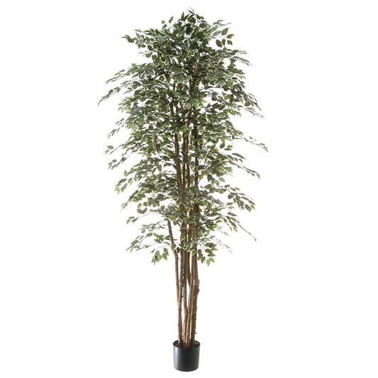 Ficus