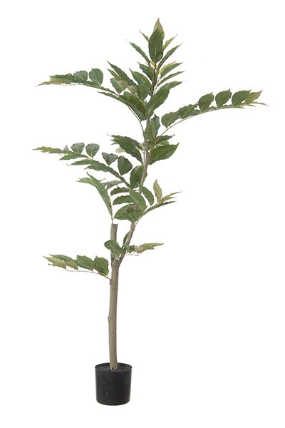 Nandina