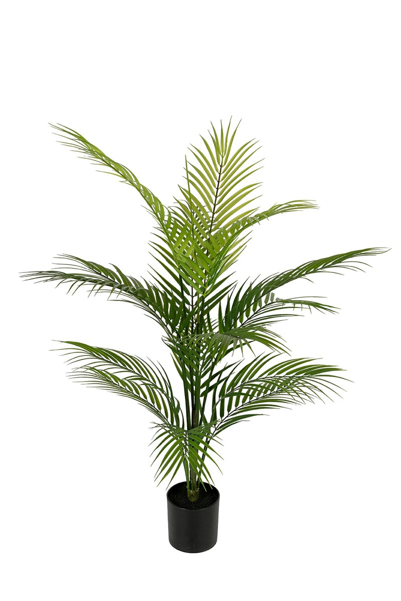 Areca palm