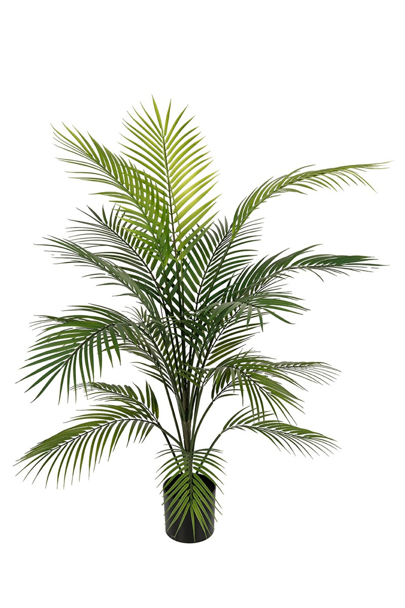 Areca palm