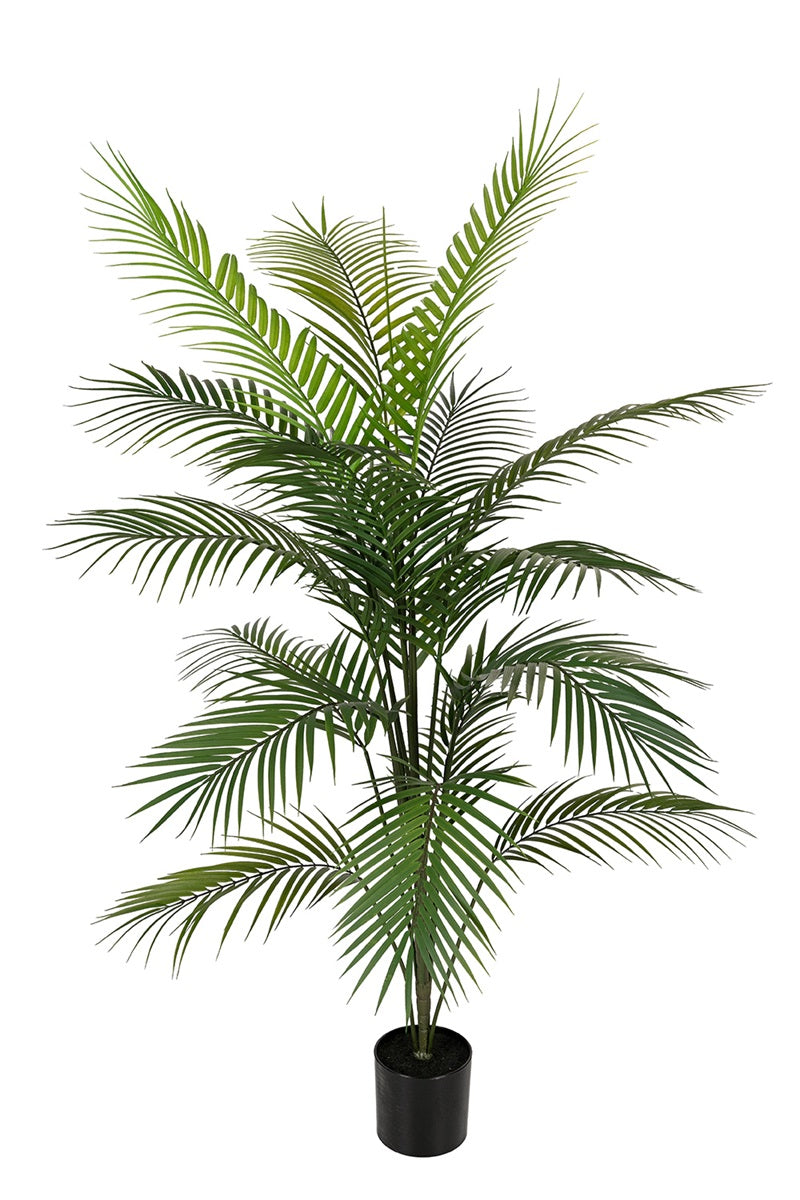 Areca palm