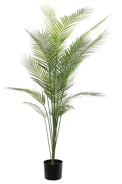 Areca palm