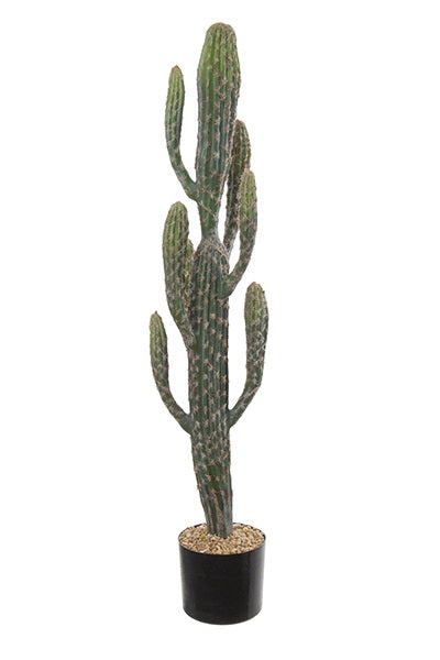 Cactus - élancé