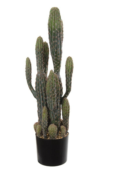 Cactus - trapu