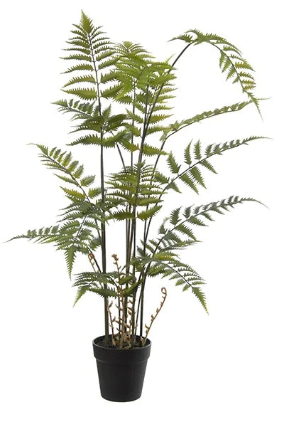 Fougère en pot