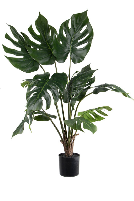 Philodendron split