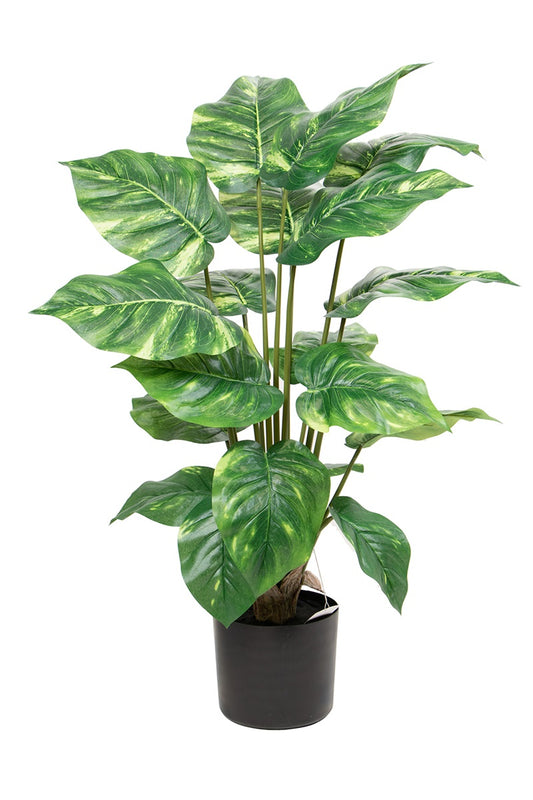 Pothos