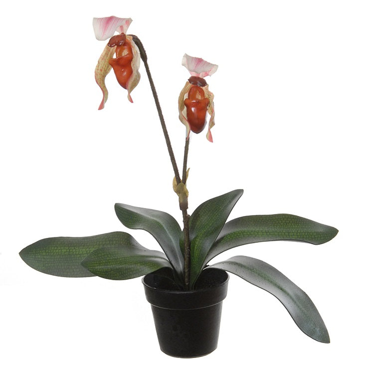 Sabot de Vénus - en pot