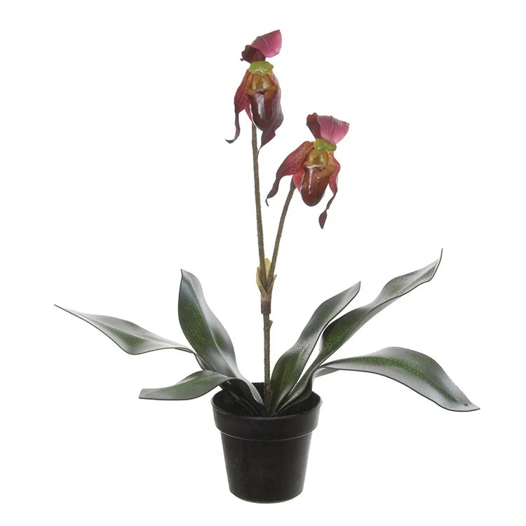 Sabot de Vénus - en pot