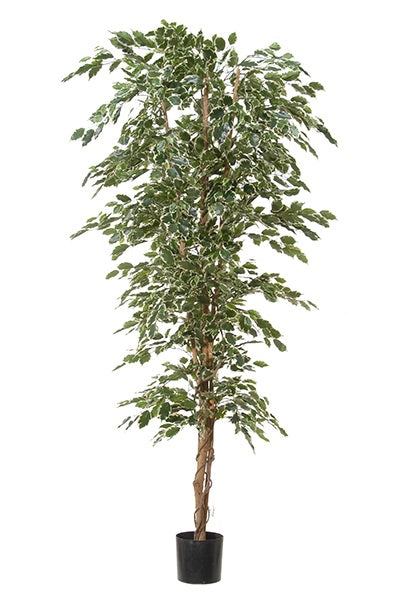 Ficus exotica