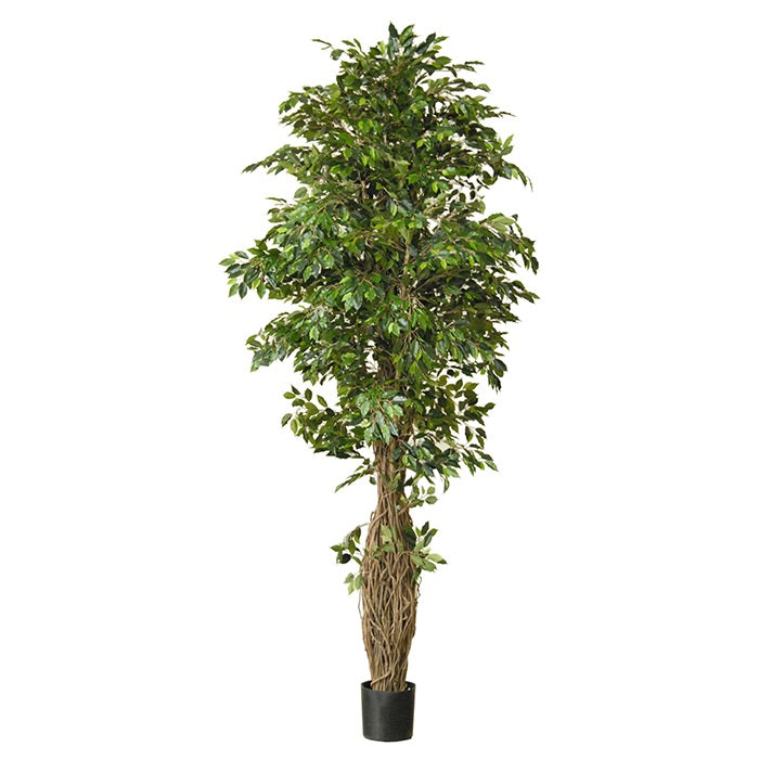 Ficus Benjamina