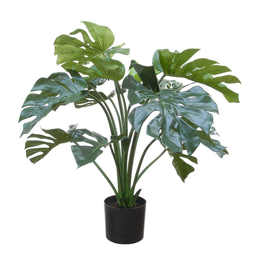 Philodendron Split