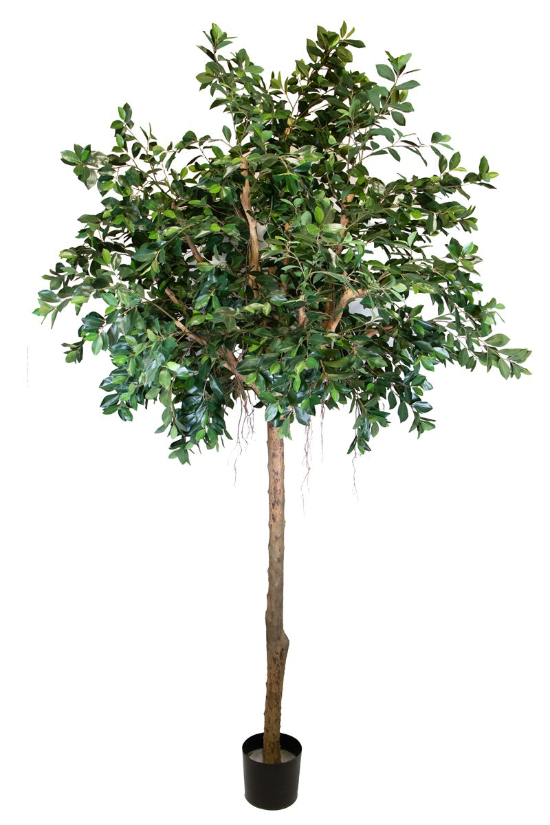 Ficus compact