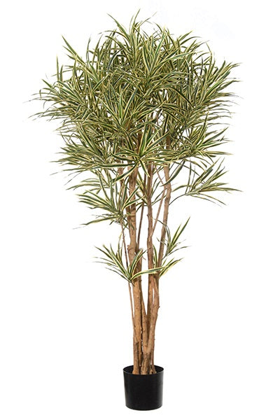 Dracaena Reflexa