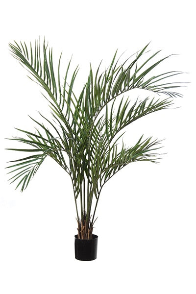Palmier Areca