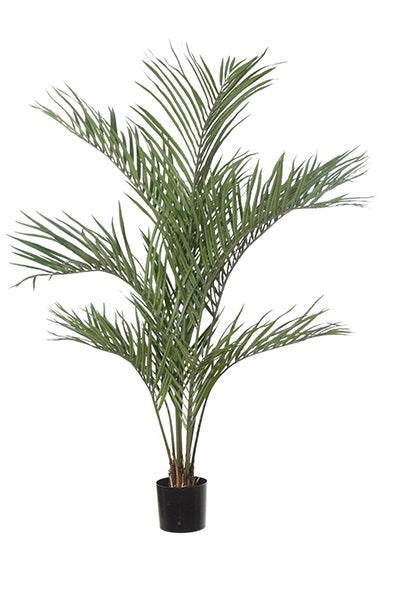 Palmier Areca