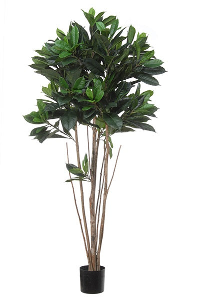 Ficus Cyathistipula