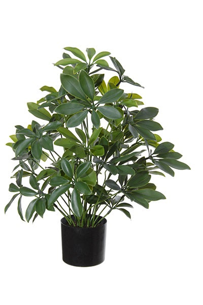 Schefflera