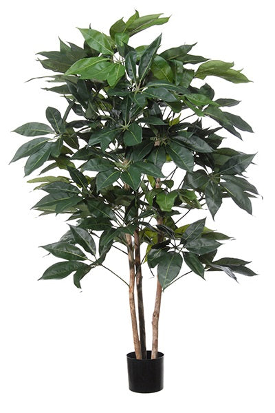 Schefflera géant