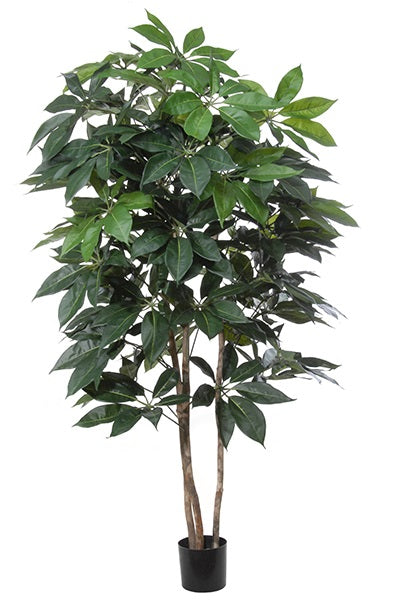 Schefflera géant