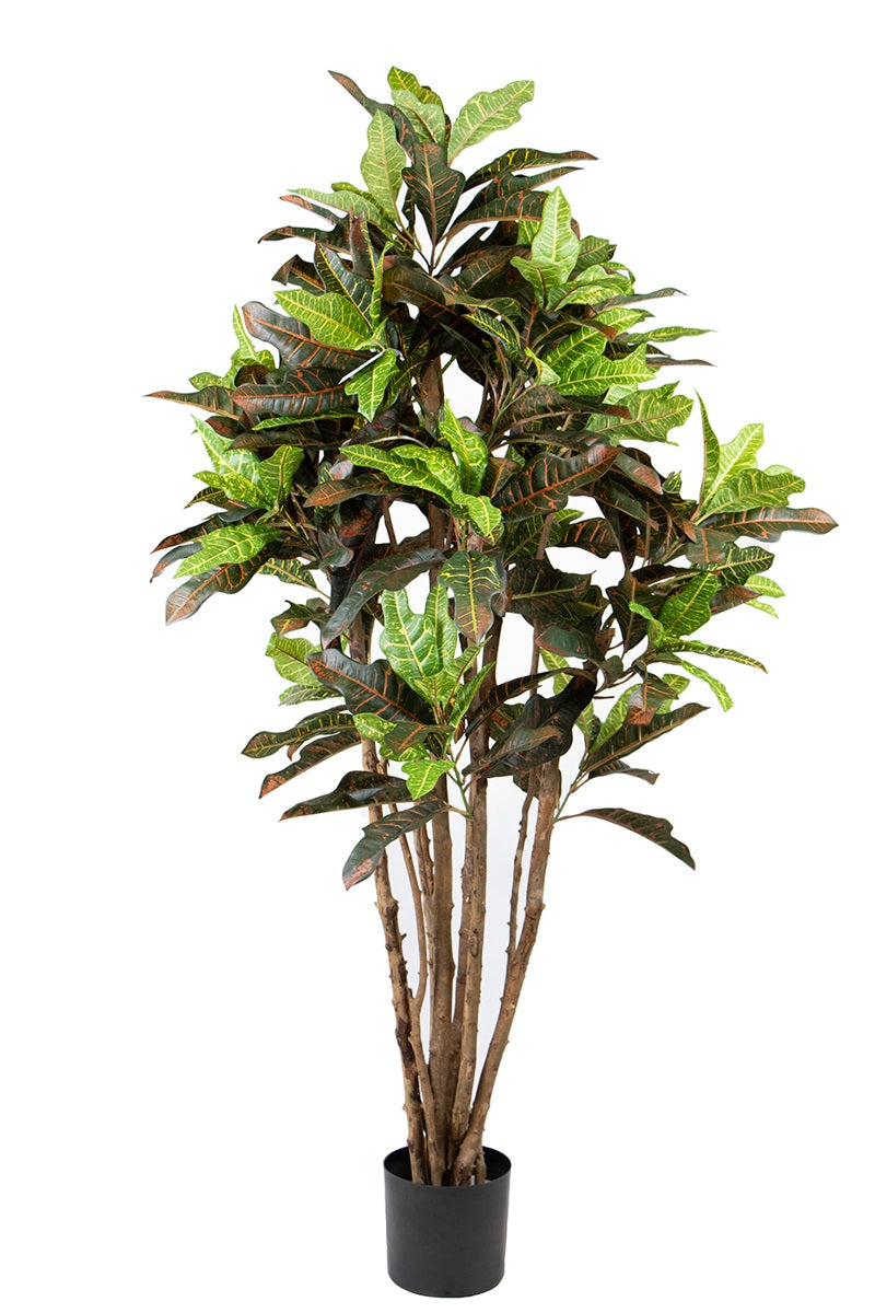 Croton