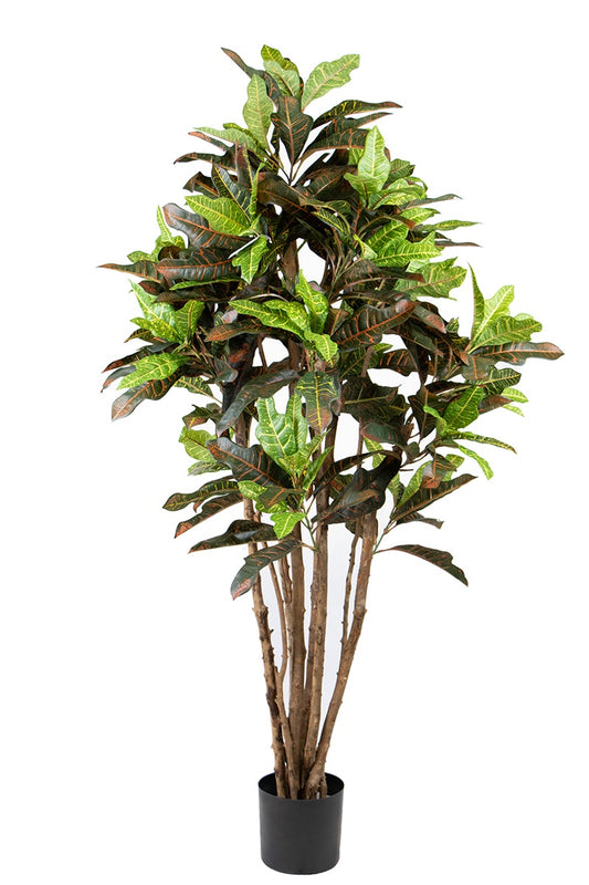 Croton