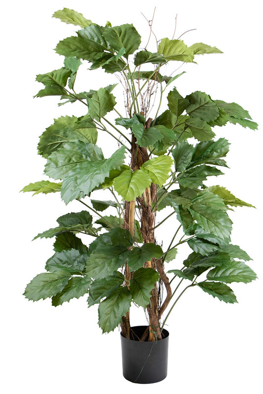 Tetrastigma