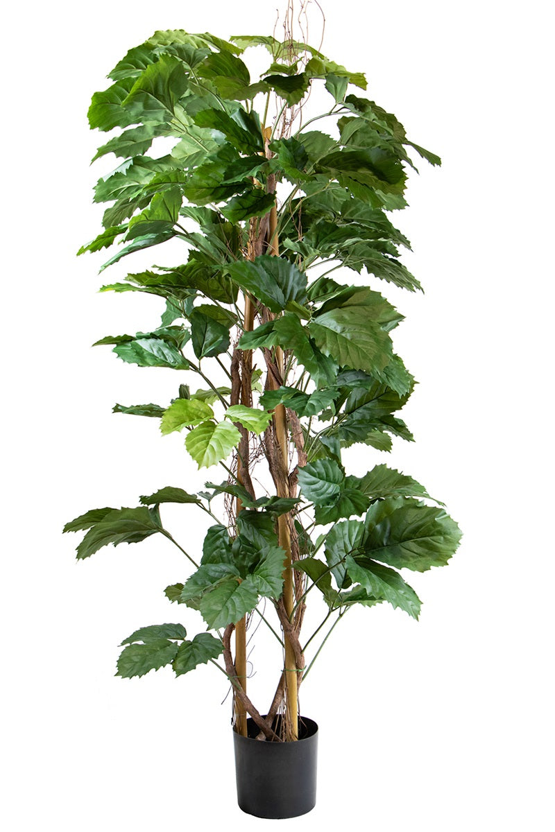 Tetrastigma