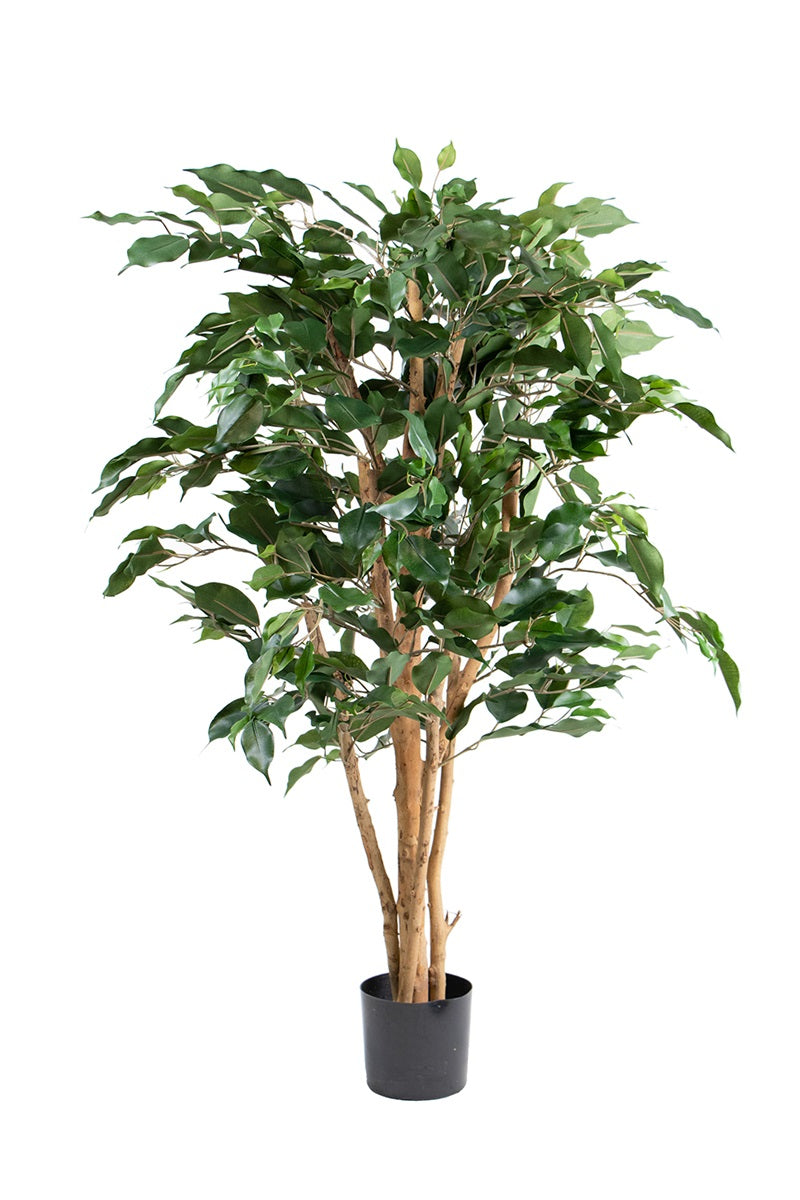 Ficus nitida