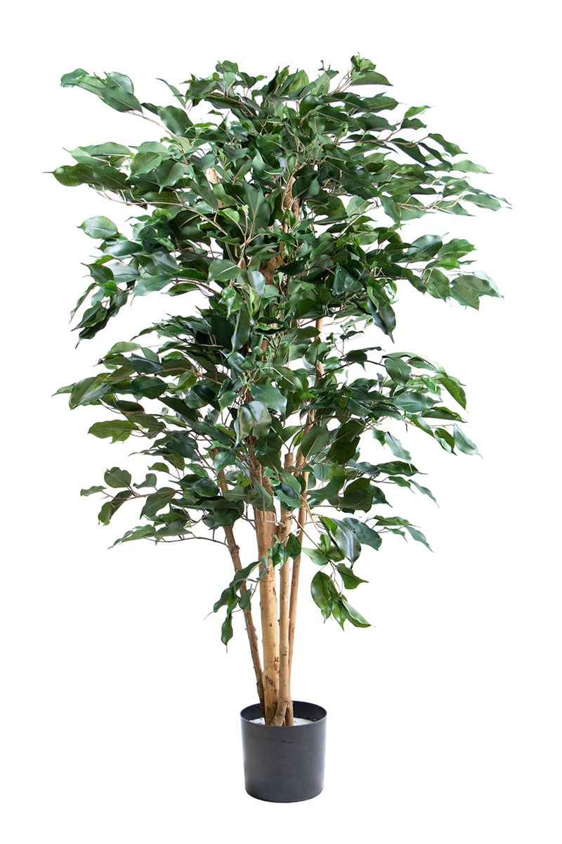 Ficus nitida