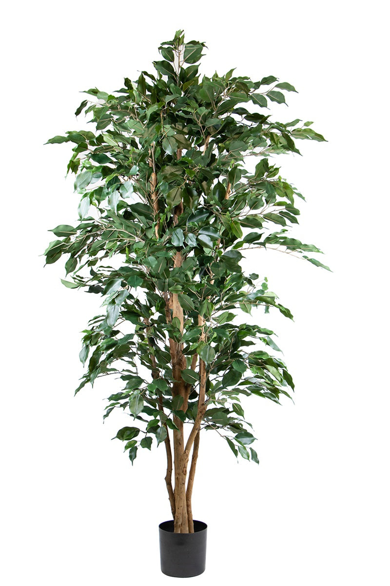 Ficus nitida