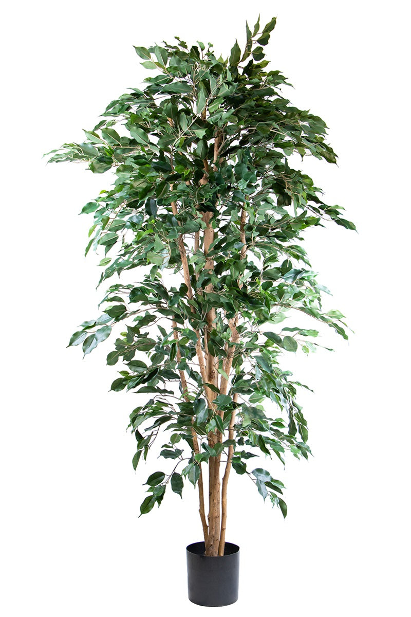 Ficus nitida